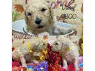 Goldendoodle Puppy for sale in Fairfax, OK, USA