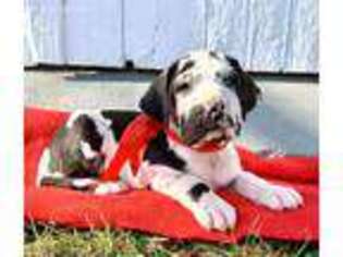 Great Dane Puppy for sale in New Holland, PA, USA