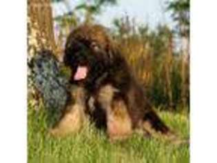 Mutt Puppy for sale in Marshall, AR, USA
