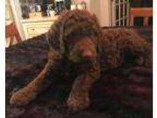 Labradoodle Puppy for sale in Cochranville, PA, USA