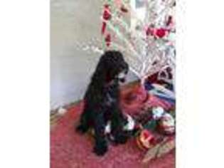 Labradoodle Puppy for sale in Debary, FL, USA