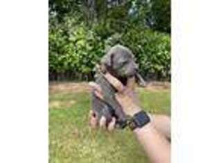Cane Corso Puppy for sale in Ridgefield, WA, USA