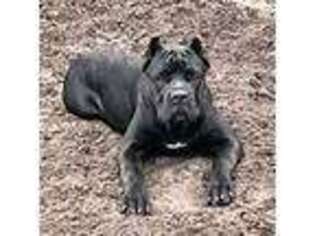 Cane Corso Puppy for sale in Edgewater, FL, USA