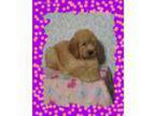 Goldendoodle Puppy for sale in Lyons, NY, USA