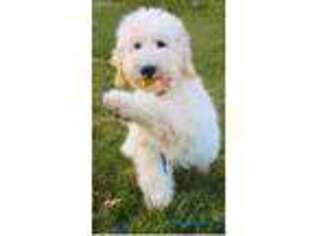 Goldendoodle Puppy for sale in Needham, MA, USA