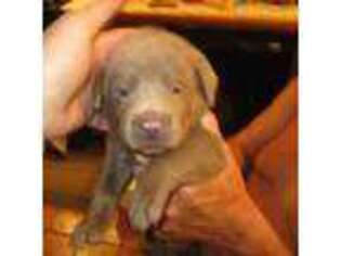 Labrador Retriever Puppy for sale in Oshkosh, WI, USA