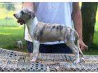 Whippet Puppy for sale in Alpharetta, GA, USA