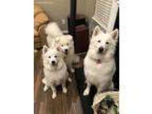 Samoyed Puppy for sale in Mentor, OH, USA