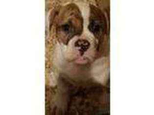 American Bulldog Puppy for sale in Loveland, CO, USA