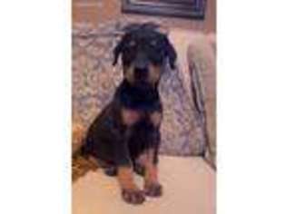 Doberman Pinscher Puppy for sale in Danville, AR, USA