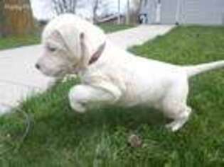 Dogo Argentino Puppy for sale in Nappanee, IN, USA