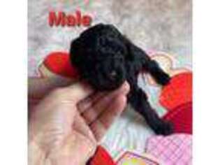 Mutt Puppy for sale in Poplar Bluff, MO, USA