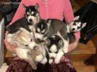 Siberian Husky Puppy for sale in Staten Island, NY, USA