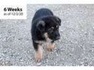 Medium Photo #1 German Shepherd Dog Puppy For Sale in Westcliffe, CO, USA