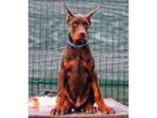 Doberman Pinscher Puppy for sale in Lakewood, CA, USA