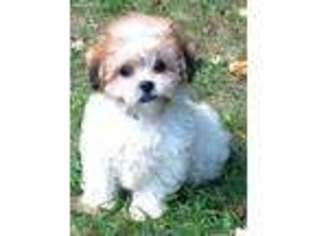 Mal-Shi Puppy for sale in Rochester, NY, USA