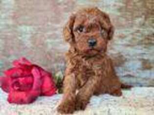 Cavapoo Puppy for sale in Boyden, IA, USA