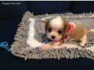 Cavalier King Charles Spaniel Puppy for sale in Winnsboro, TX, USA