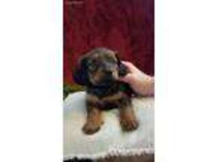Dachshund Puppy for sale in Rushville, NY, USA