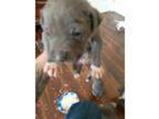 Mutt Puppy for sale in Dublin, NH, USA