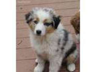 Australian Shepherd Puppy for sale in Salina, OK, USA