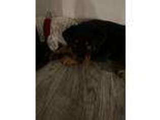 Rottweiler Puppy for sale in Lancaster, CA, USA
