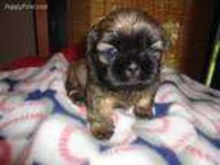 Mutt Puppy for sale in Lake View, NY, USA