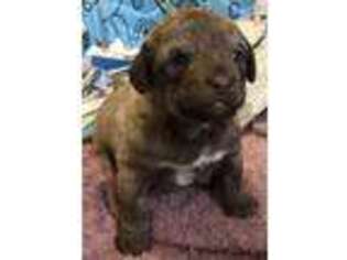 Chesapeake Bay Retriever Puppy for sale in Dunnsville, VA, USA