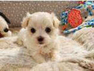 Maltese Puppy for sale in Olathe, KS, USA