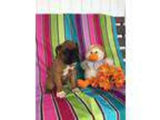 Boxer Puppy for sale in Topeka, IN, USA
