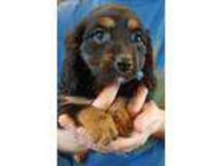 Beaglier Puppy for sale in Fyffe, AL, USA