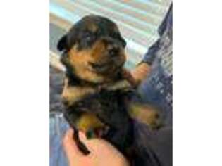 Rottweiler Puppy for sale in Viola, AR, USA