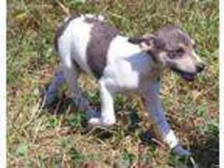 Rat Terrier Puppy for sale in Kingdom City, MO, USA