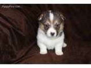 Pembroke Welsh Corgi Puppy for sale in Powell Butte, OR, USA