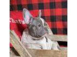 French Bulldog Puppy for sale in Grassy, MO, USA