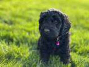 Goldendoodle Puppy for sale in Hyrum, UT, USA