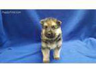 German Shepherd Dog Puppy for sale in Kit Carson, CO, USA