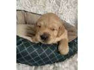 Golden Retriever Puppy for sale in Warsaw, NY, USA