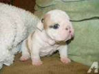 Bulldog Puppy for sale in DURANT, OK, USA