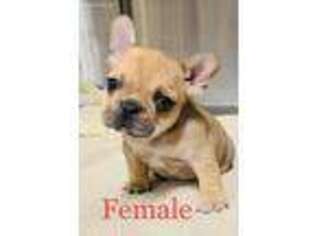 French Bulldog Puppy for sale in Nocona, TX, USA