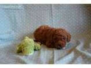 Cavapoo Puppy for sale in Roseburg, OR, USA