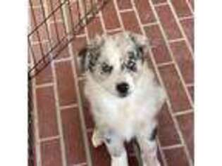 Australian Shepherd Puppy for sale in Las Vegas, NV, USA