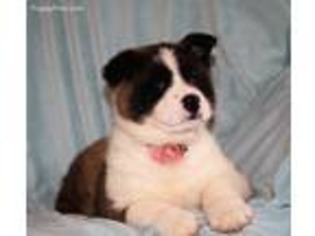 Akita Puppy for sale in Narvon, PA, USA