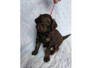 Labradoodle Puppy for sale in Edmond, OK, USA