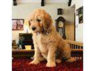 Goldendoodle Puppy for sale in Allerton, IA, USA