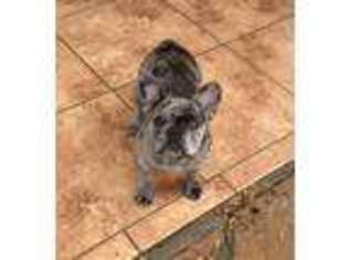 French Bulldog Puppy for sale in Topock, AZ, USA
