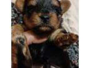 Yorkshire Terrier Puppy for sale in Tucson, AZ, USA