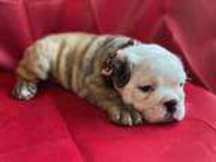 Bulldog Puppy for sale in Clovis, CA, USA