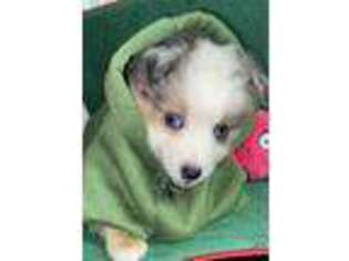 Miniature Australian Shepherd Puppy for sale in Whitesville, KY, USA