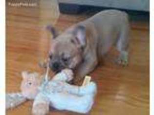 French Bulldog Puppy for sale in Pisgah, IA, USA